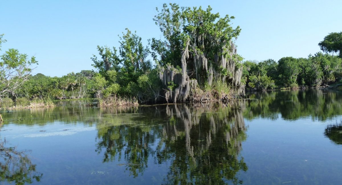 Ocala National Forest